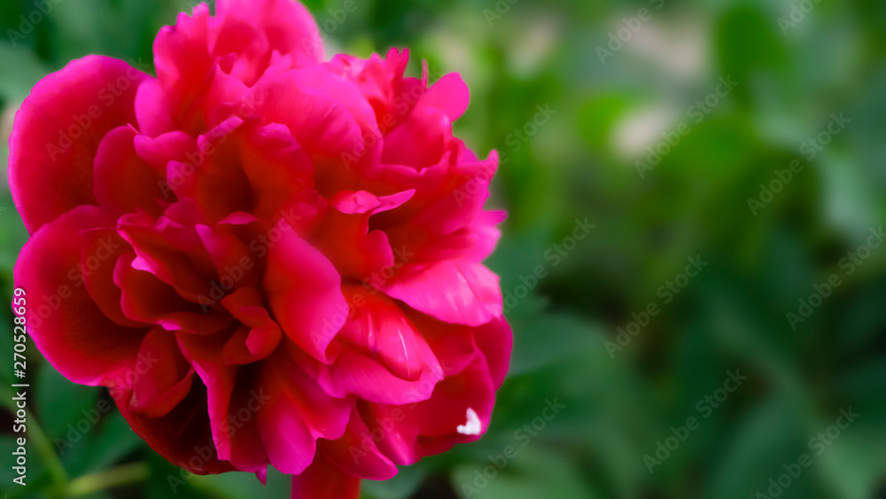 Red peony on a blurred green bokeh background. Sunlight, close-up.