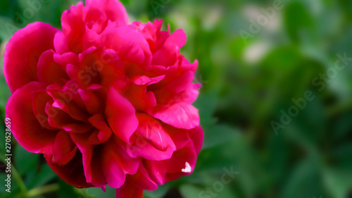 Red peony on a blurred green bokeh background. Sunlight  close-up.