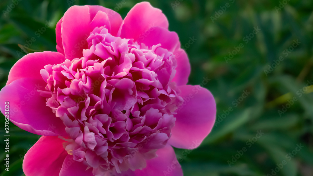 Pink peony on a blurred green background. Sunlight, close-up.