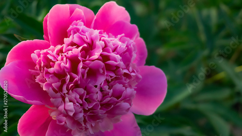 Pink peony on a blurred green background. Sunlight  close-up.