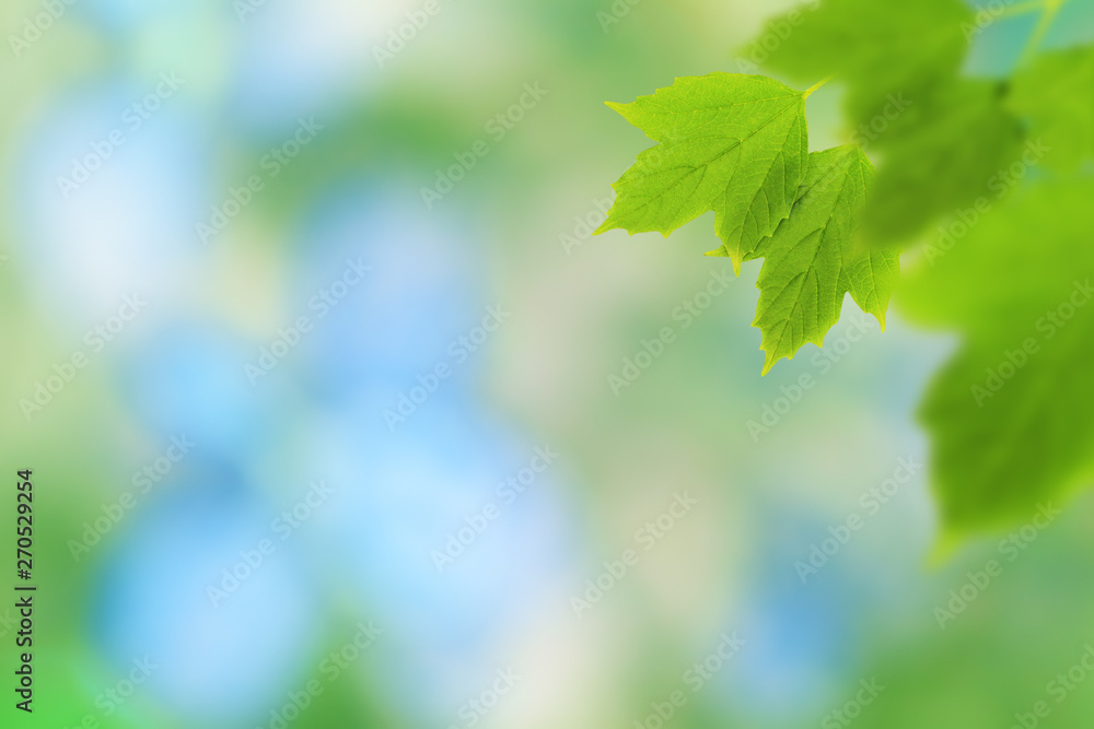 Branch with green leafs on defocused background (the depth of field is ultra shallow). Branch with green leafs on defocused background (the depth of field is ultra shallow).
