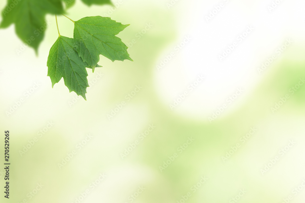 Branch with green leafs on defocused background (the depth of field is ultra shallow). Branch with green leafs on defocused background (the depth of field is ultra shallow).
