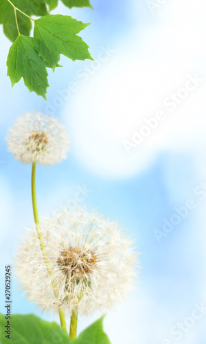 Dandelions and branchs on defocused background  the depth of field is ultra shallow 