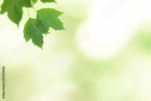 Branch with green leafs on defocused background (the depth of field is ultra shallow).