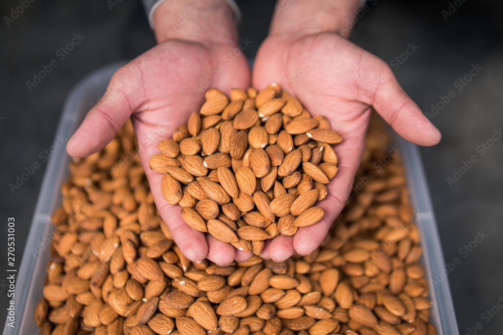a handful of almonds in the hands of a man. nuts in the hands of man. a handful of almonds in the hands of a man. nuts in the hands of man.