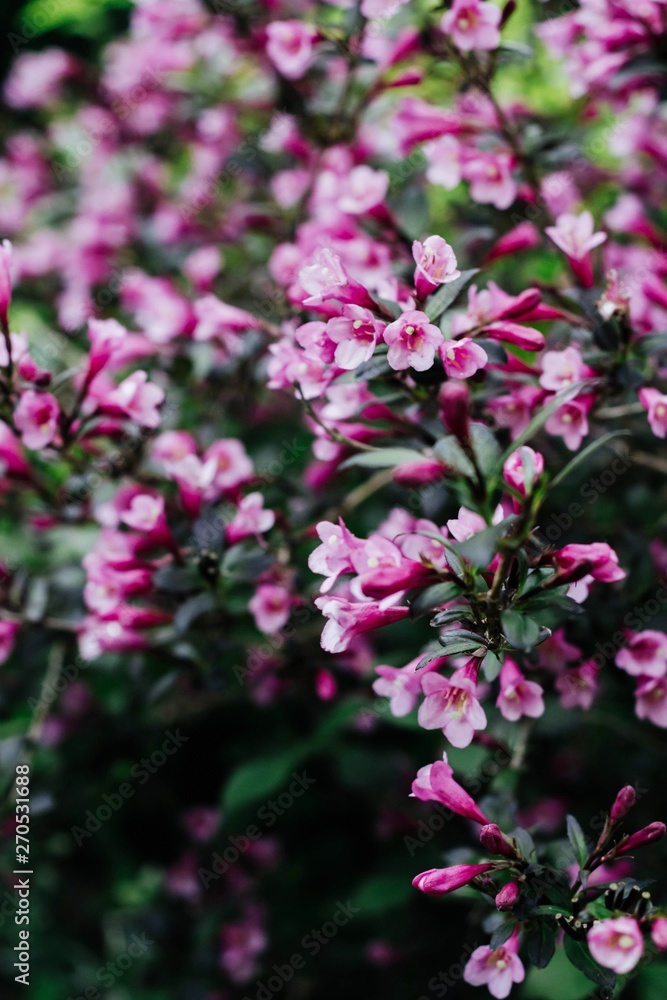 Dark Pink Weigela - beautiful flowering plant in the garden