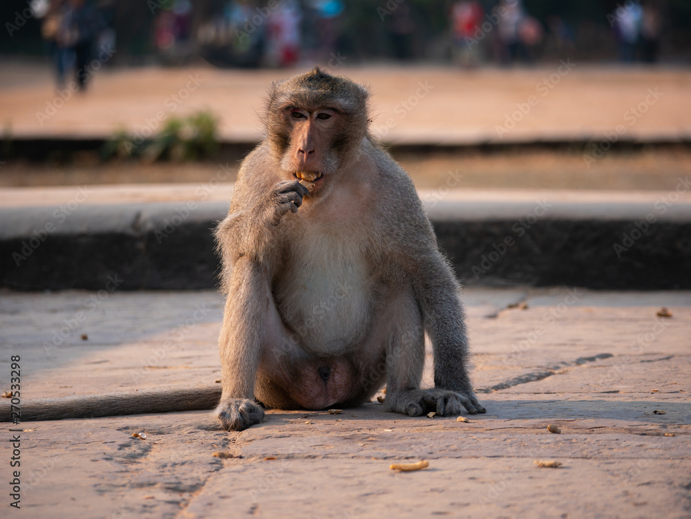 Macaque Monkey at Angkor Wat Temple, Cambodia