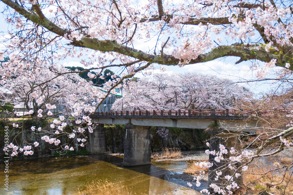 京都府和束町の桜のある風景 祝橋 京都府和束町の桜のある風景 祝橋