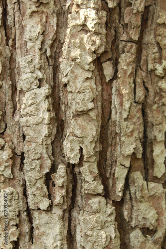 Fototapeta Naklejka Na Ścianę i Meble -  Texture of the bark of mango tree