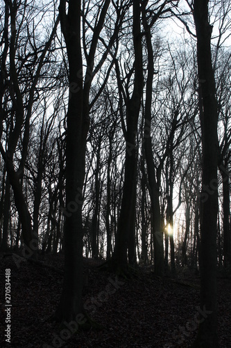 Oak wood at sunset