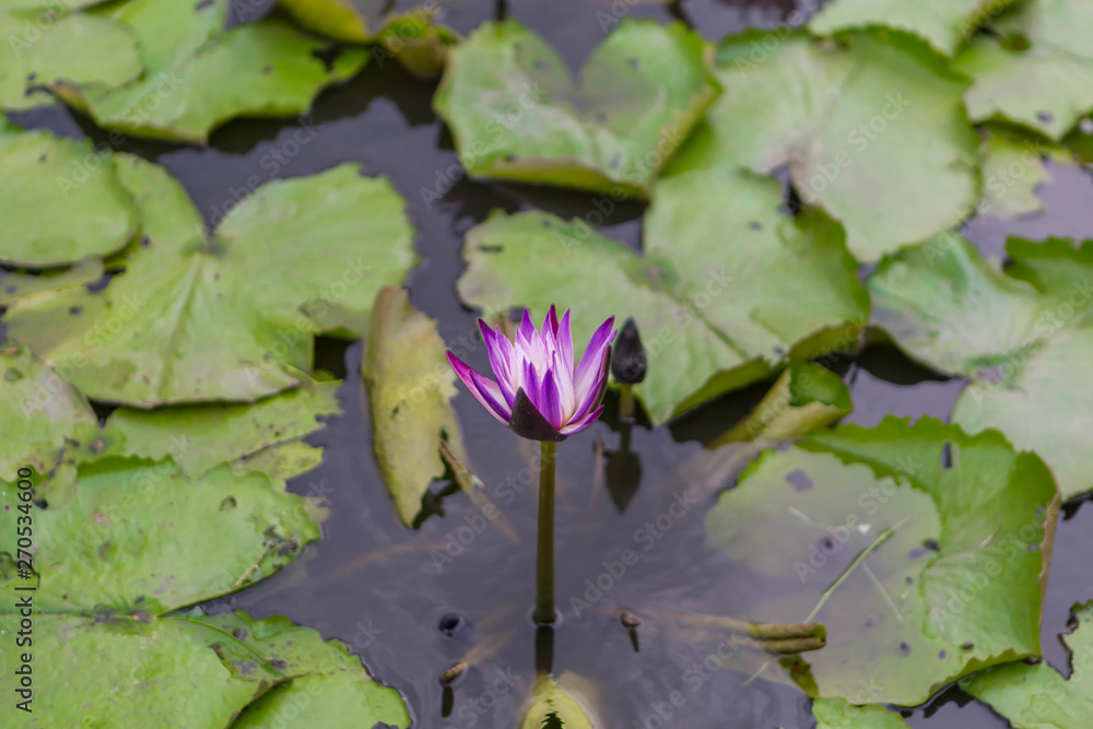 Pink lotus flot on the river gardent Pink lotus flot on the river gardent