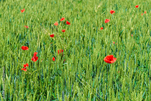Beautiful red poppies grow in a wheat field among ears of corn