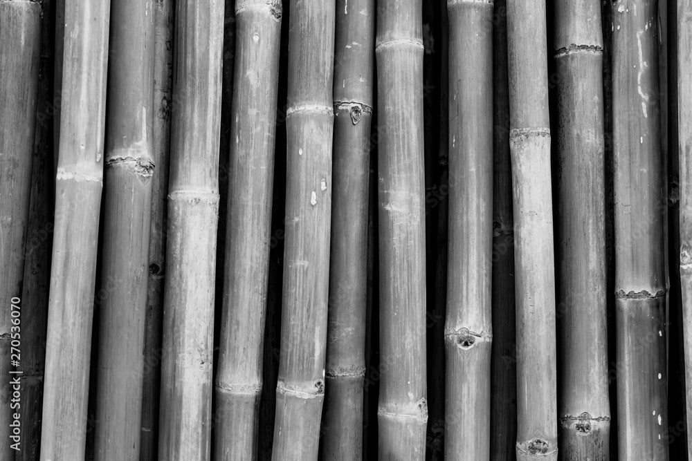 Dried bamboo pole texture background. Grey background for death, sad, peaceful, tranquil. Asian style bamboo fence design. Dried bamboo pole for home decor. Fencing natural materials Dried bamboo pole texture background. Grey background for death, sad, peaceful, tranquil. Asian style bamboo fence design. Dried bamboo pole for home decor. Fencing natural materials