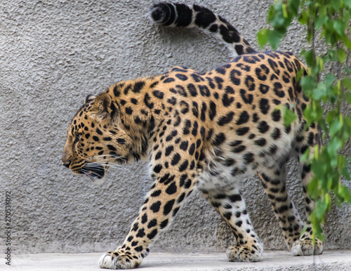 The far Eastern leopard is the rarest subspecies of the Panther family.