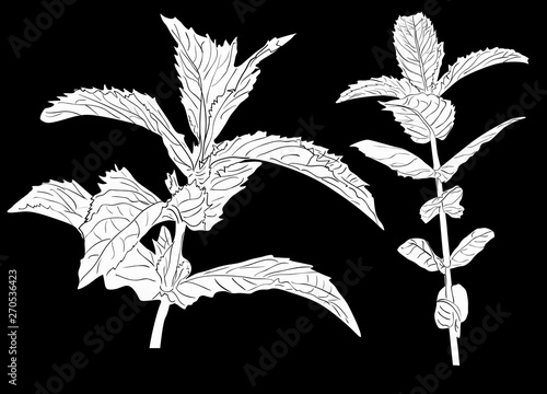 peppermint two branches silhouettes on black