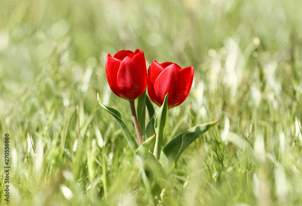 Red tulip flowers, spring flowers bloom, two flowers in the steppe, wild tulips background Red tulip flowers, spring flowers bloom, two flowers in the steppe, wild tulips background