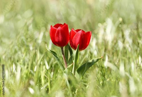 Red tulip flowers, spring flowers bloom, two flowers in the steppe, wild tulips background