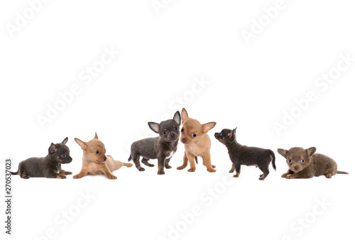 Chihuahua dog border