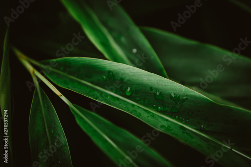 Blur closed up green leaf background.