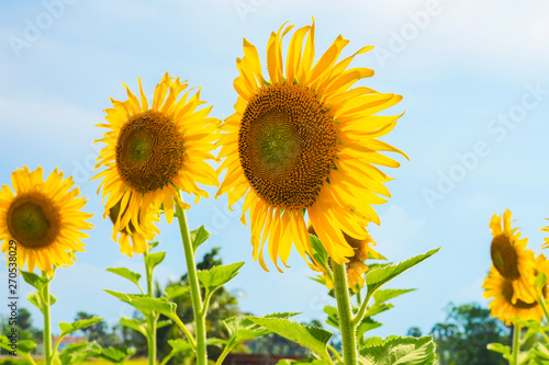 Sunflowers blooming  on blue sky background  fresh   daylight summer concept.