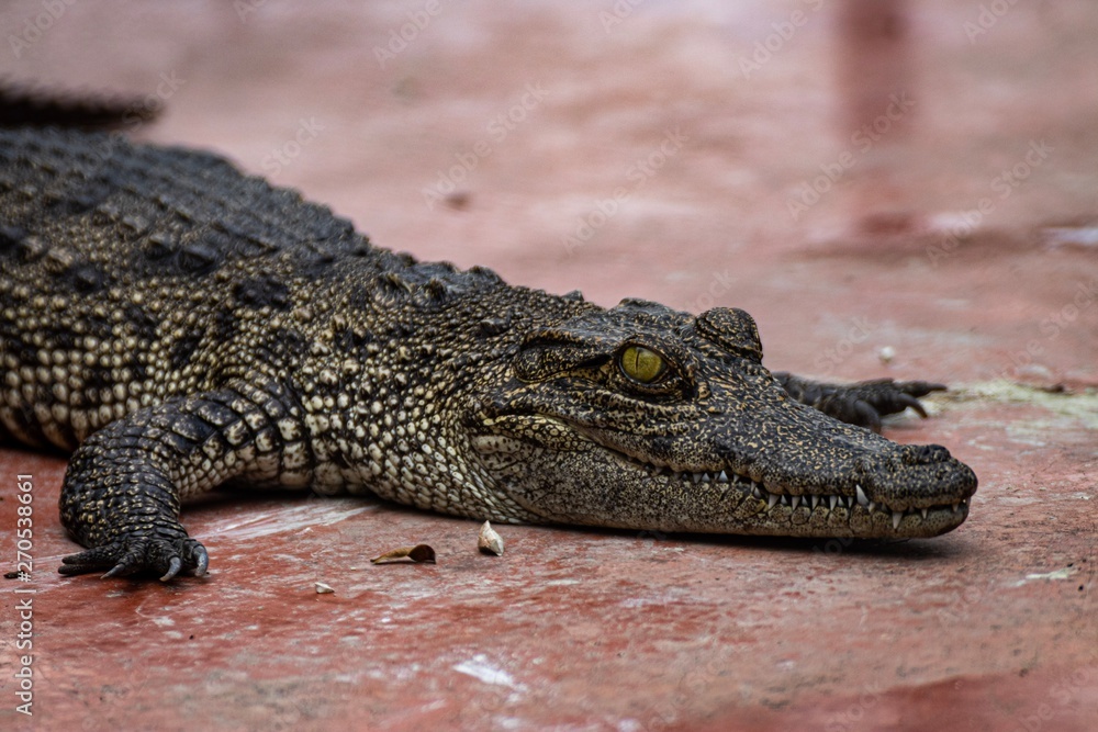 Naklejka premium Crocodile