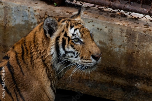 Photography tiger in zoo