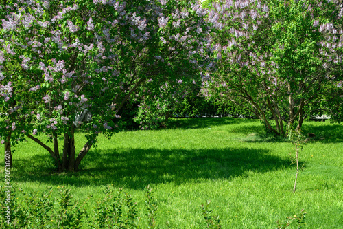 Green lawn with flowering lilac bushes in the city Park on a clear summer Sunny day.