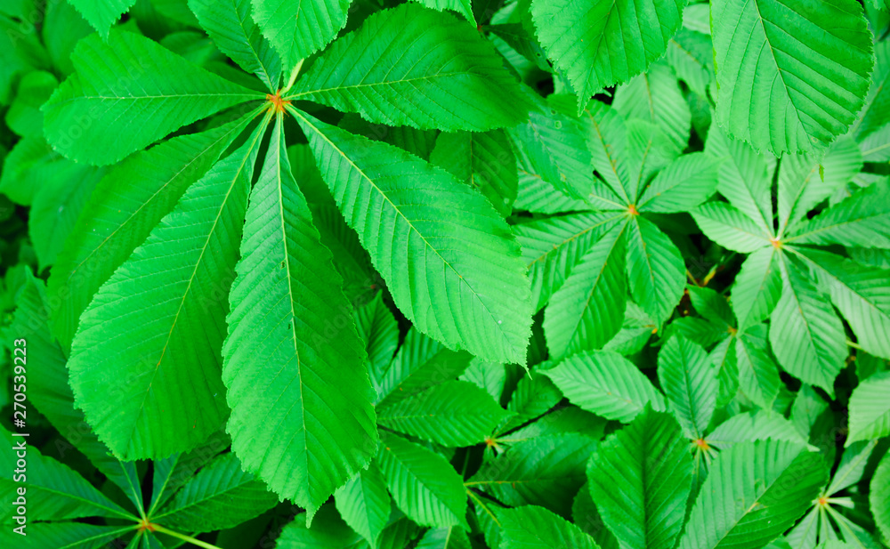 Background of green leaves of chestnut Background of green leaves of chestnut