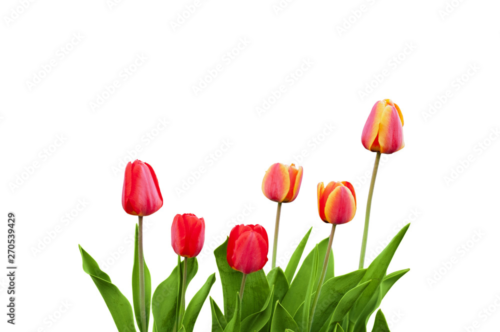 six tulips three red and three striped in the garden six tulips three red and three striped in the garden