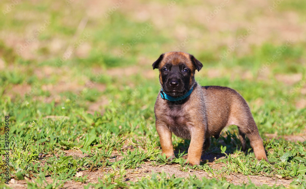 Beautiful little cute Belgian Shepherd puppy Malinois