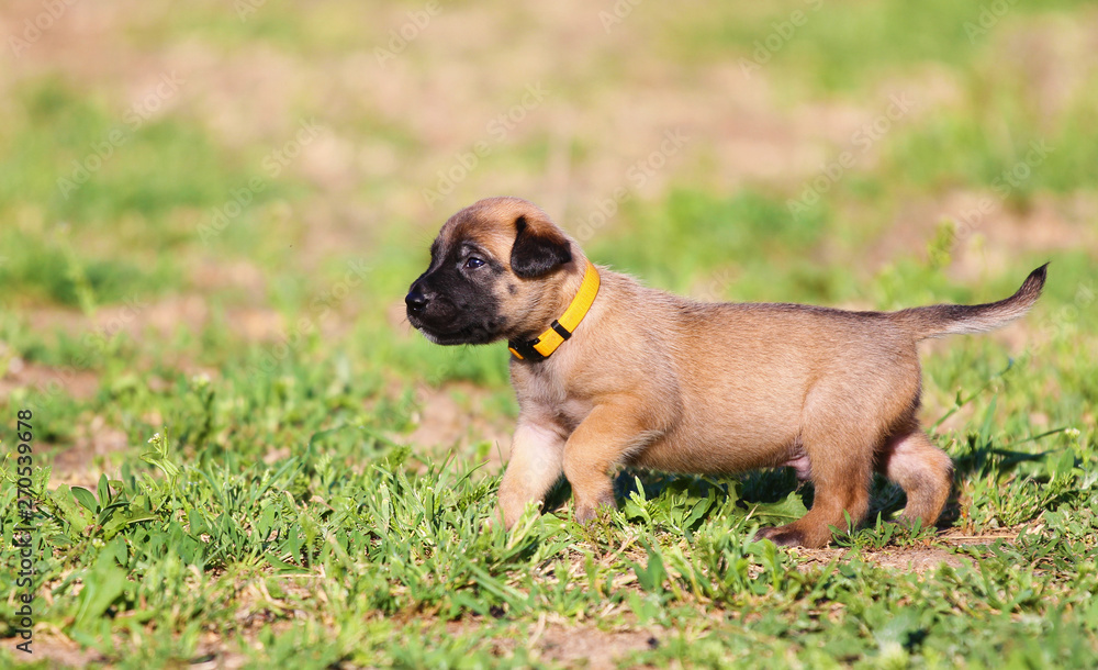 Beautiful little cute Belgian Shepherd puppy Malinois