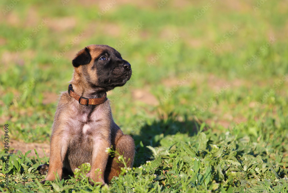 Beautiful little cute Belgian Shepherd puppy Malinois