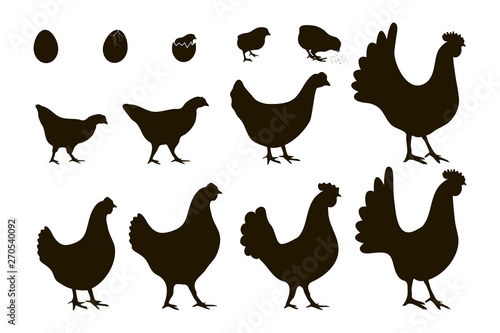 Vector illustration. A set of silhouettes of chickens of all ages