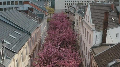 Drone / Aerial shot of the Kirschbluete Cherry Blossom in the city in the Heerstraße Heerstreet Breitestraße Bonn  Tourism 30p photo