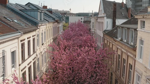 Drone / Aerial shot of the Kirschbluete Cherry Blossom in the city in the Heerstraße Heerstreet Breitestraße Bonn  Tourism 25p photo