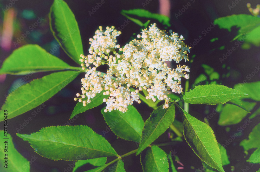 Blooming beautiful small white flowers of elderberry and green leaves Blooming beautiful small white flowers of elderberry and green leaves