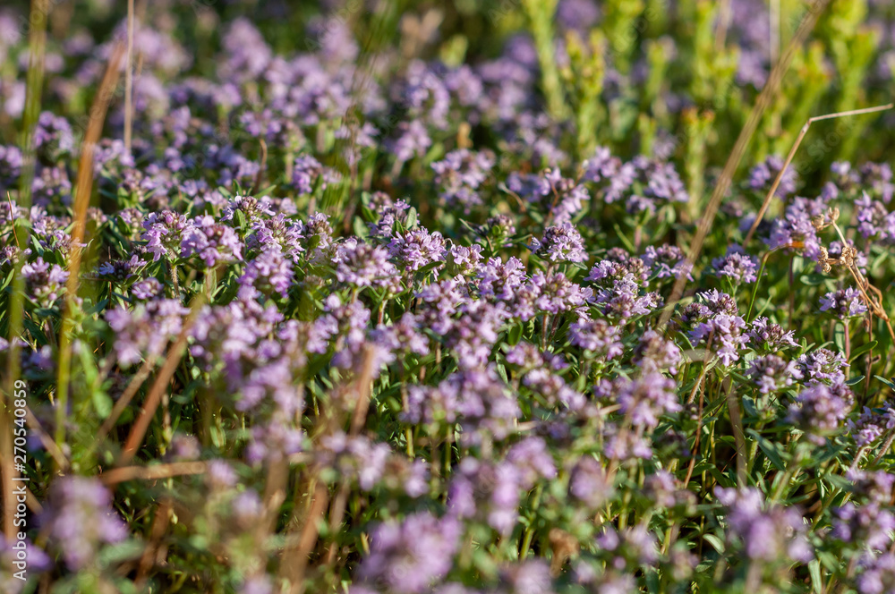 Obraz premium beautiful small flowers of thyme purple color close up