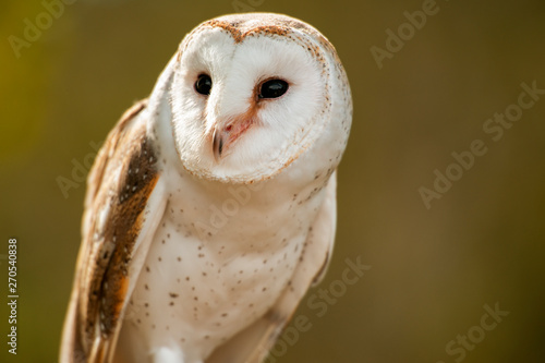 Beautiful Barn Owl photo