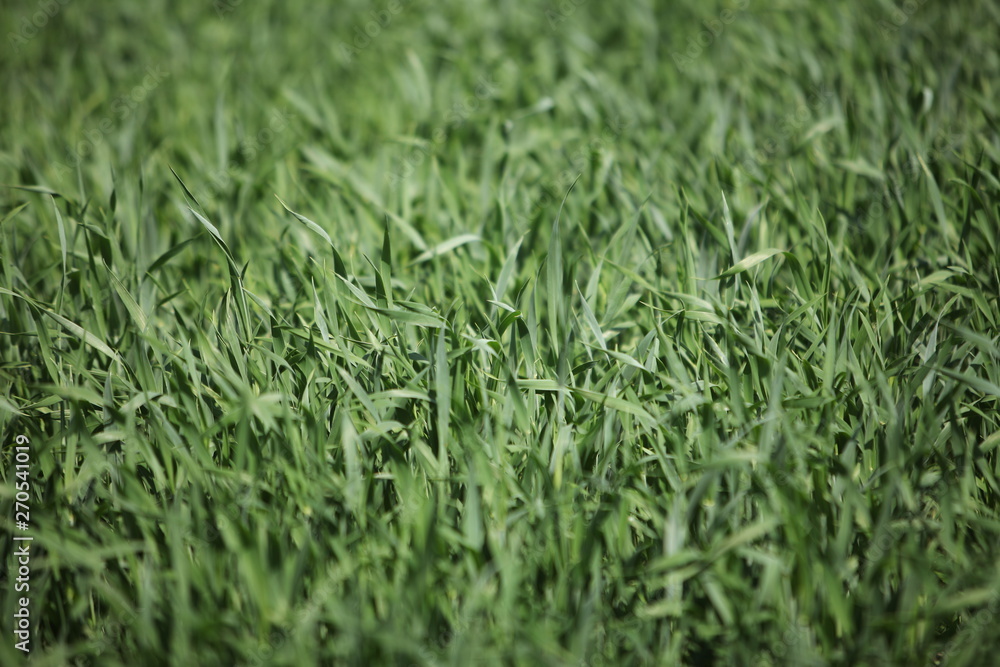 green grass background green grass background