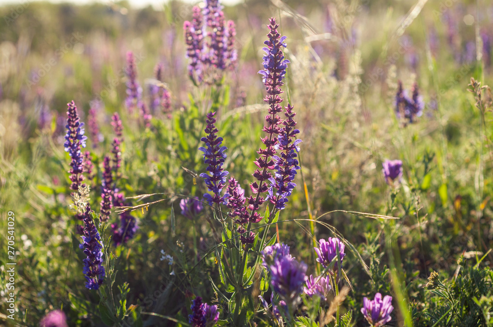 Obraz premium a lot of purple bells among the grass and wild flowers against the background of field grass and sky