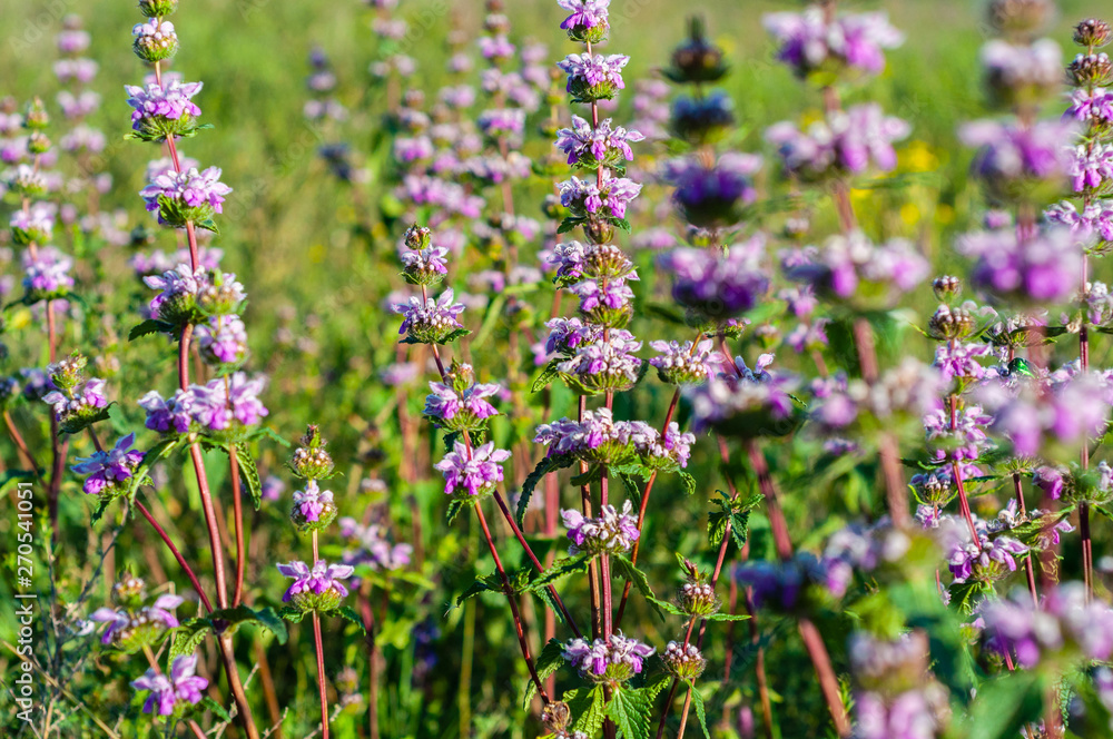 Beautiful small purple flowers on the stems of a green plant on a background of green grass Beautiful small purple flowers on the stems of a green plant on a background of green grass