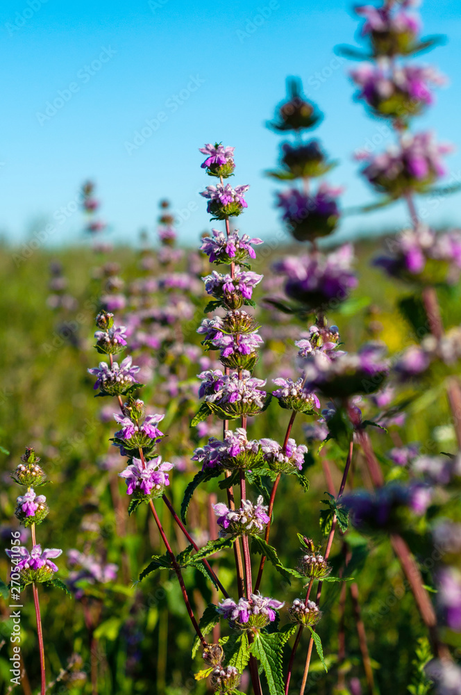 Obraz premium Beautiful small purple flowers on the stems of a green plant on a background of green grass and blue sky