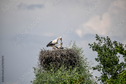 Photos Störche