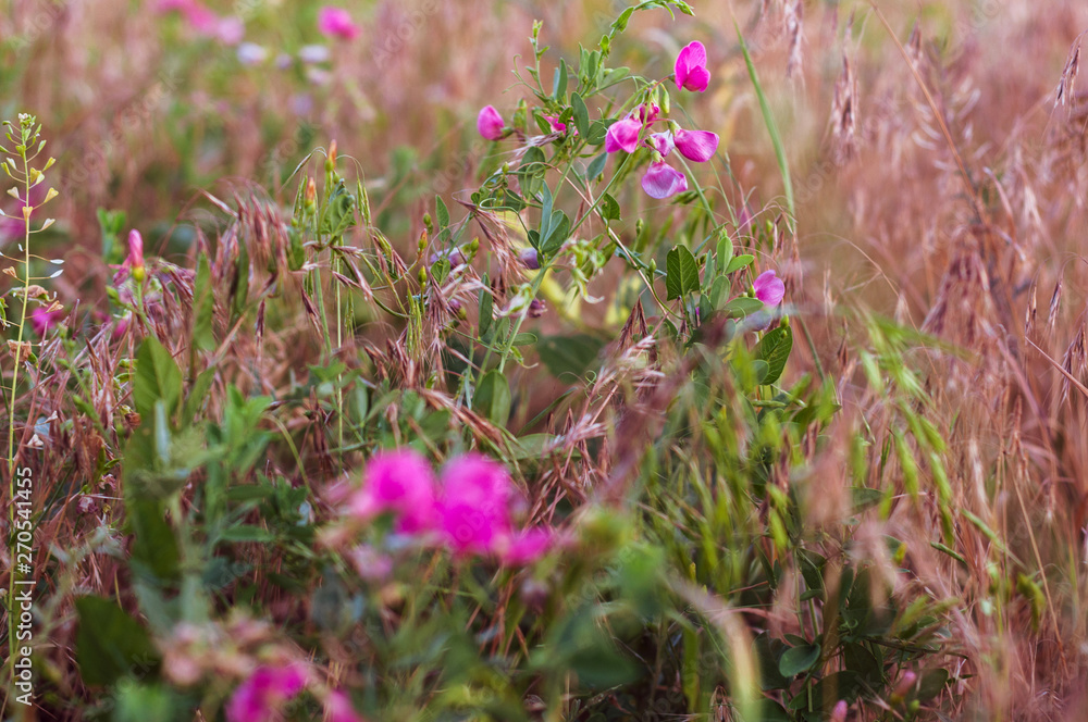 Obraz premium Background of field grass plants with seeds and violet flowers