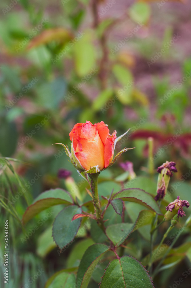 beautiful red-orange blooming rose bud with green leaves close-up beautiful red-orange blooming rose bud with green leaves close-up