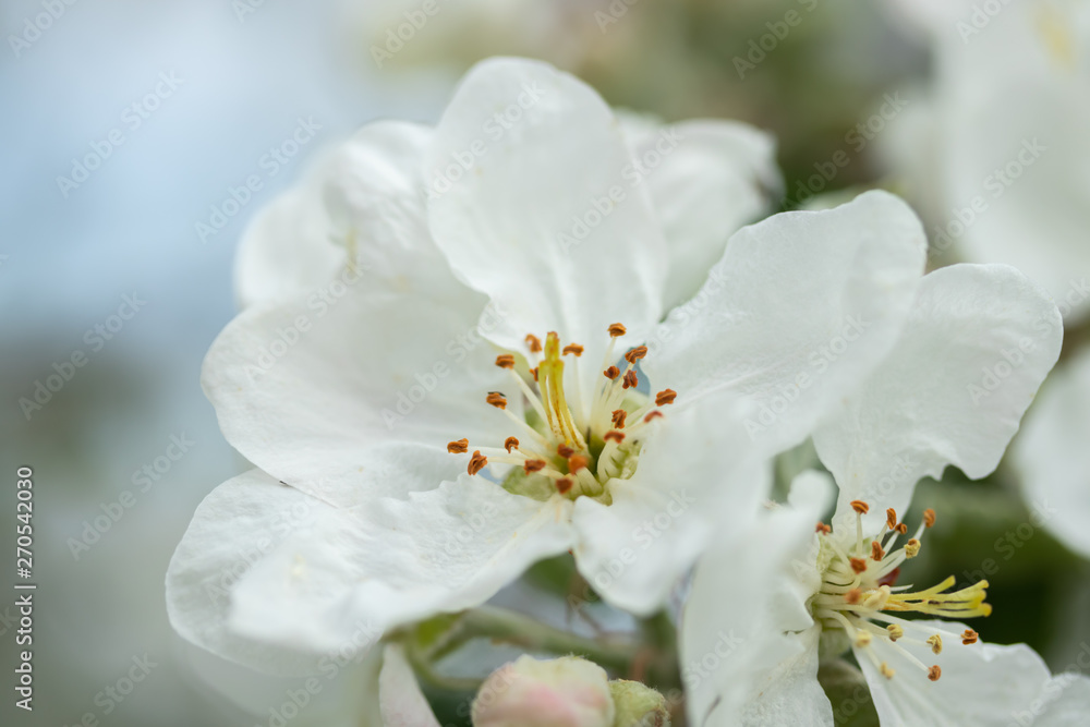 Apple blossom in the garden on spring, macro photo