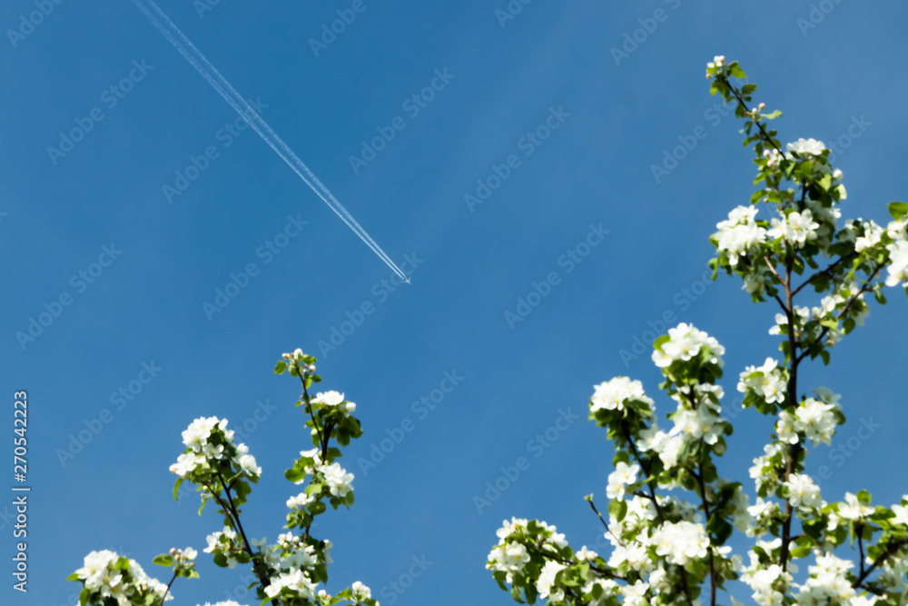 Trail of jet plane and blurred branches of apple blossom on clear blue sky. Trail of jet plane and blurred branches of apple blossom on clear blue sky.