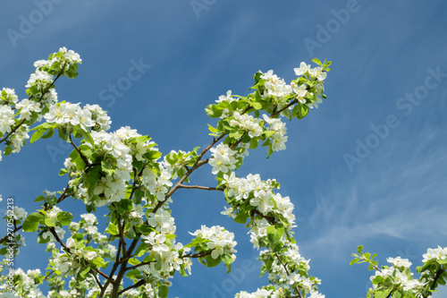 Branch of apple blossom in the garden at spring on blue sky background