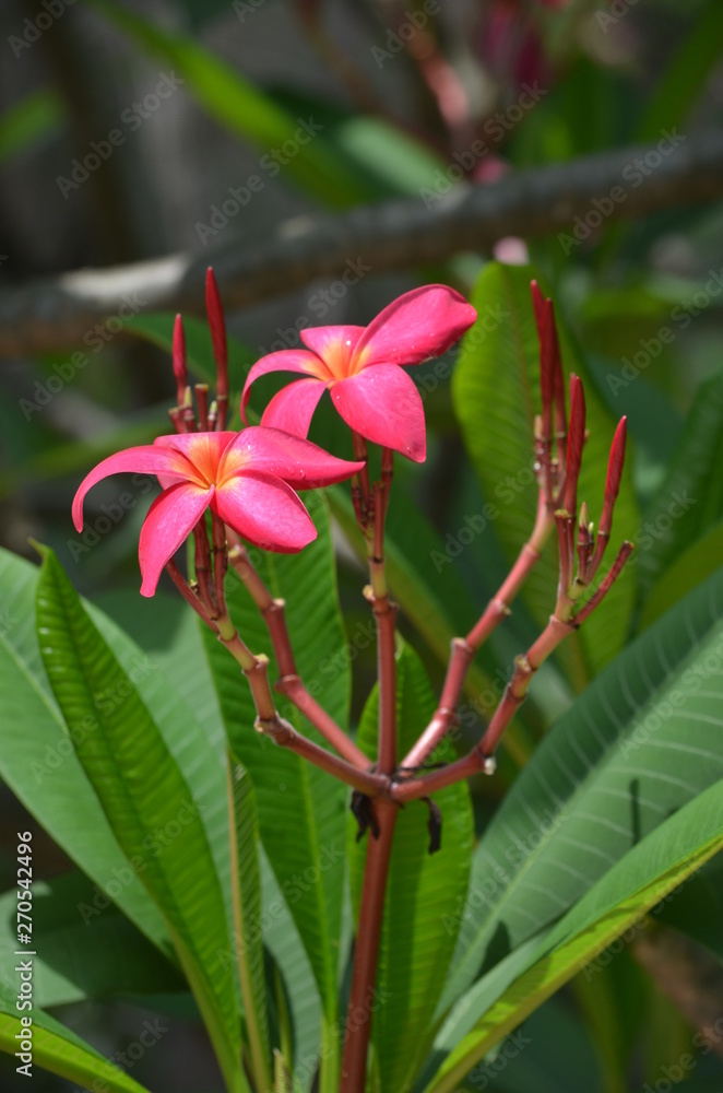 beautiful red flowers of plumeria on the background of green leaves macro in thailand beautiful red flowers of plumeria on the background of green leaves macro in thailand