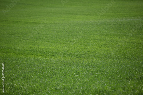 green field farm